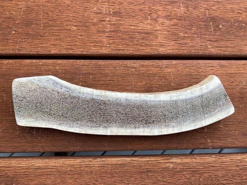 Inside view of natural deer antler chew showing marrow core