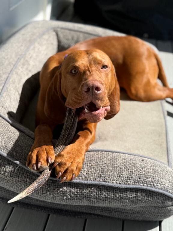 Happy dog enjoying Tailo's sustainable deer antler chew - natural and eco-friendly
