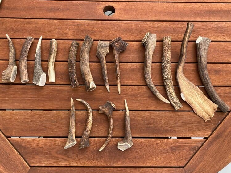 Tailo deer antler chews in different sizes - Extra Small, Small, Medium, Large