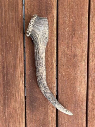 Extra Large Antler (250g+) thumbnail - Extra large antler chew product image