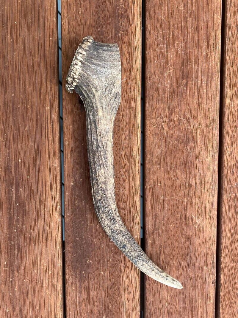 Extra Large Antler (250g+) - Extra large antler chew product image