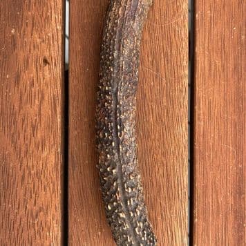 Large Antler (150g - 250g) - Eco-friendly deer antler chew