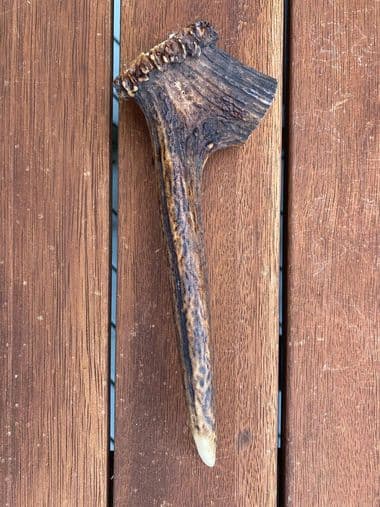 Large Antler (150g - 250g) thumbnail - Product image of large antler