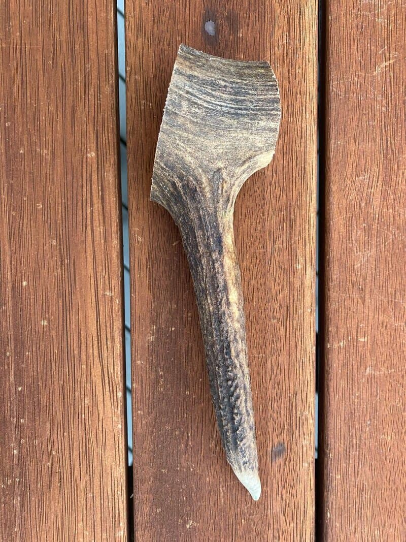 Large Antler (150g - 250g) - Product image of large antler