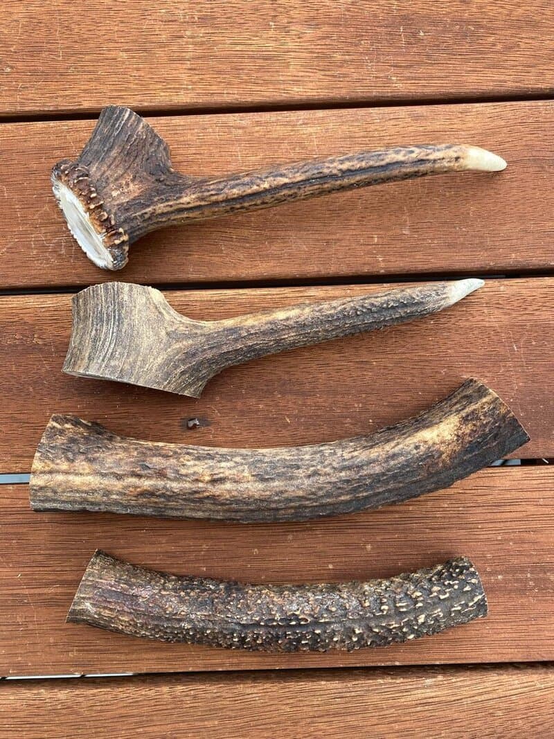 Large Antler (150g - 250g) - Product image of large antler