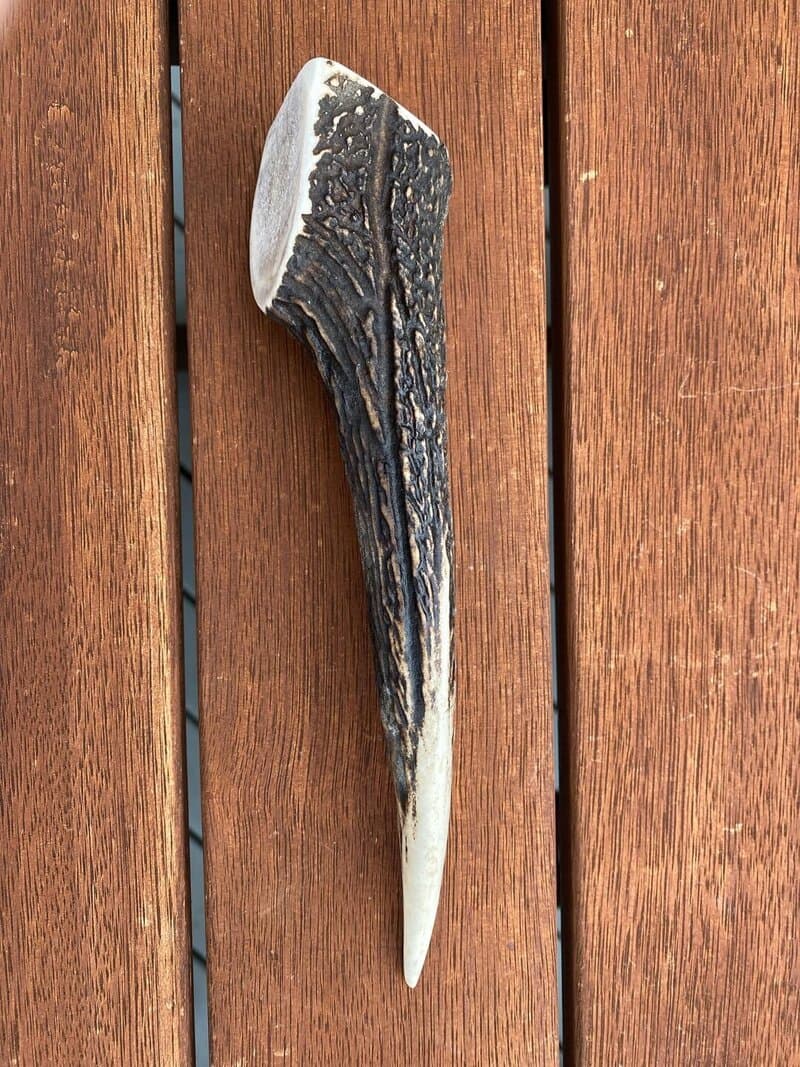 Medium Antler (90g - 150g) - Product image of medium antler