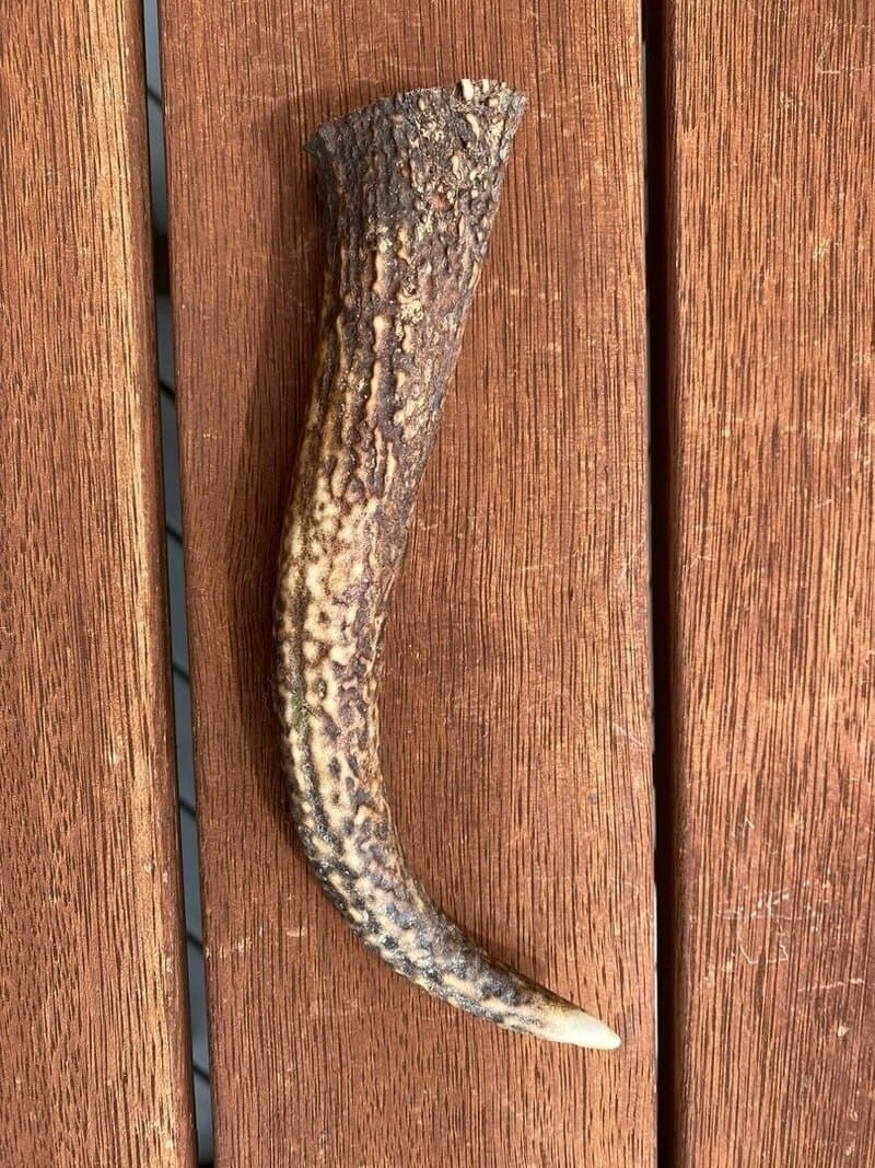 Small Antler (up to 90g) - Product image of small antler