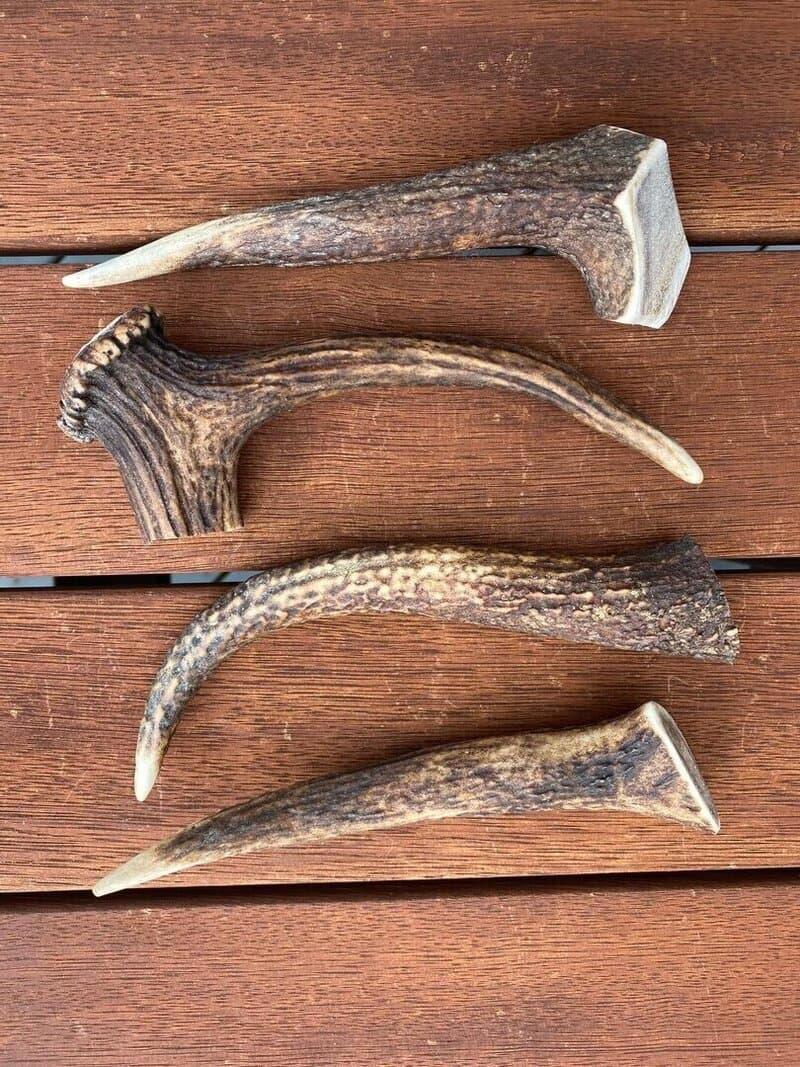 Small Antler (up to 90g) - Product image of small antler
