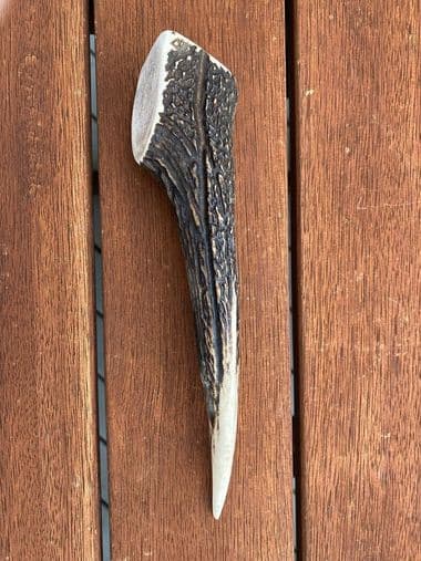 Medium Antler (90g - 150g) thumbnail - Product image of medium antler