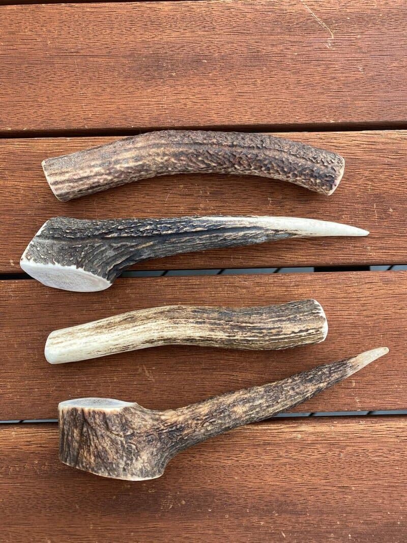 Medium Antler (90g - 150g) - Product image of medium antler