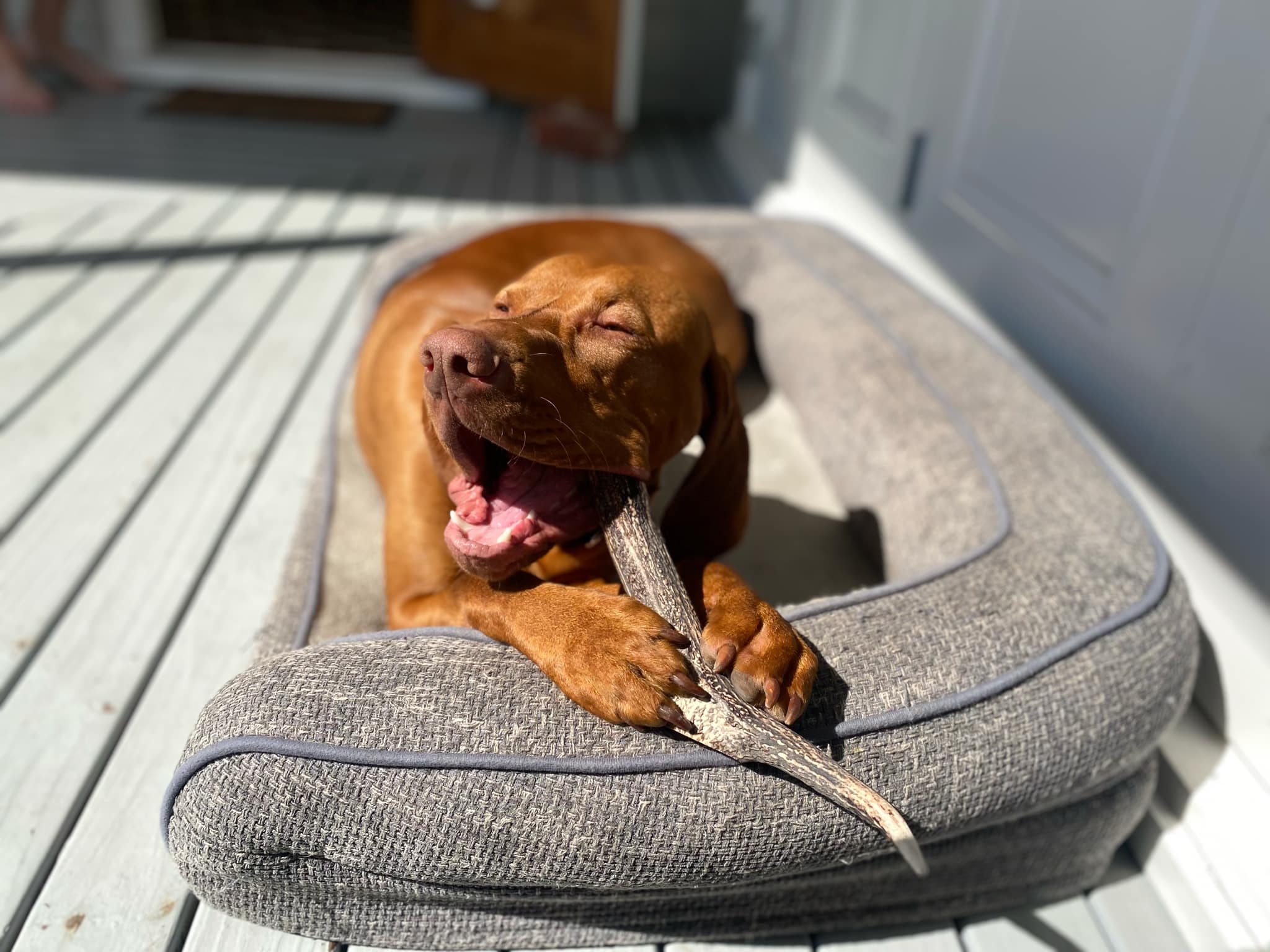 Dog chewing a Tailo natural deer antler chew