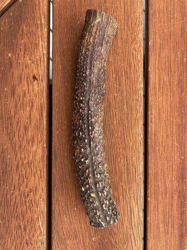 Large Antler (150g - 250g) thumbnail - Product image of large antler