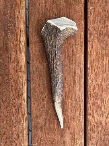 Small Antler (up to 90g) thumbnail - Product image of small antler