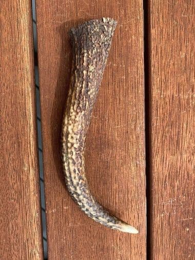 Small Antler (up to 90g) thumbnail - Product image of small antler