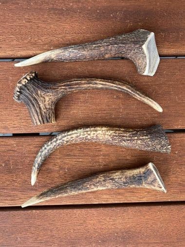 Small Antler (up to 90g) thumbnail - Product image of small antler